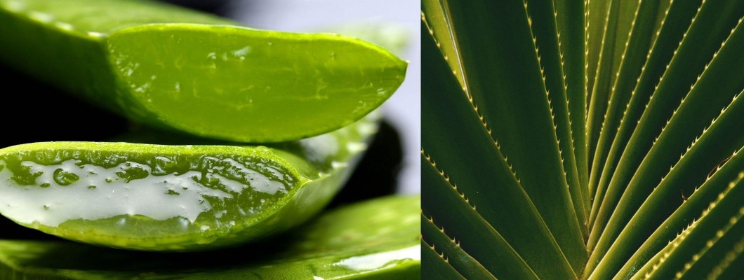 Aloevera Nedir Faydaları Nelerdir? Aloevera Nedir Faydaları Nelerdir?