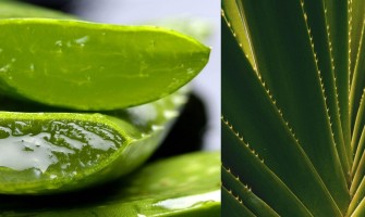 Aloevera Nedir Faydaları Nelerdir?