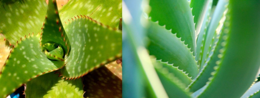 Aloevera El ve Vücut Losyonları Aloevera El ve Vücut Losyonları