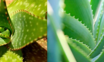 Aloevera El ve Vücut Losyonları