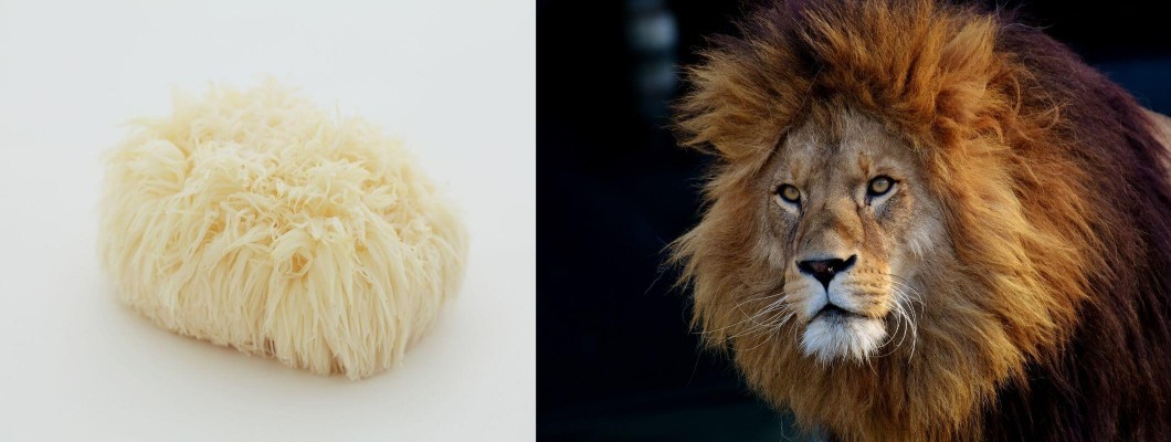 Aslan Yelesi Mantarı (Lions Mane Mushroom) Nedir? Aslan Yelesi Mantarı (Lions Mane Mushroom) Nedir?