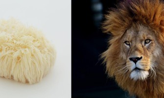 Aslan Yelesi Mantarı (Lions Mane Mushroom) Nedir?