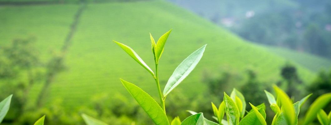 Çay Ağacı Kremi ve Yağı Faydaları Çay Ağacı Kremi ve Yağı Faydaları