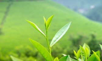 Çay Ağacı Kremi ve Yağı Faydaları