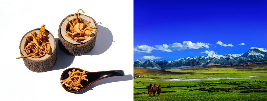 Geleneksel Çin Tıbbının 2 Numarası: Cordyceps Sinensis (Kordisep, Zombi mantarı) Geleneksel Çin Tıbbının 2 Numarası: Cordyceps Sinensis (Kordisep, Zombi mantarı)