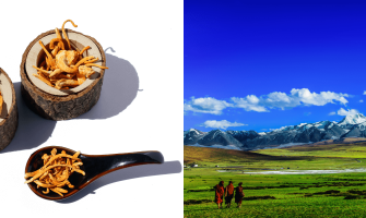 Geleneksel Çin Tıbbının 2 Numarası: Cordyceps Sinensis (Kordisep, Zombi mantarı)