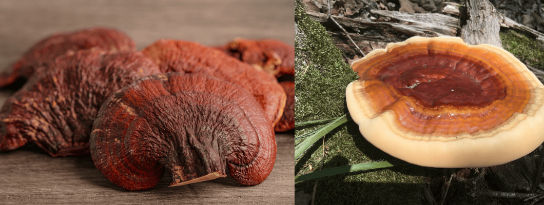 ÖLÜMSÜZLÜK MANTARI: Kırmızı Reishi Mantarı (Ganoderma Lucidum) ÖLÜMSÜZLÜK MANTARI: Kırmızı Reishi Mantarı (Ganoderma Lucidum)