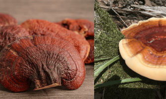 ÖLÜMSÜZLÜK MANTARI: Kırmızı Reishi Mantarı (Ganoderma Lucidum)