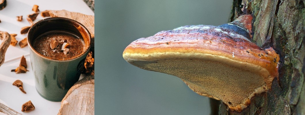 Kırmızı Reishi Mantarı (Ganoderma) Kırmızı Reishi Mantarı (Ganoderma)