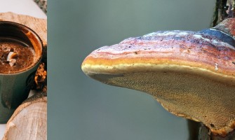 Kırmızı Reishi Mantarı (Ganoderma)