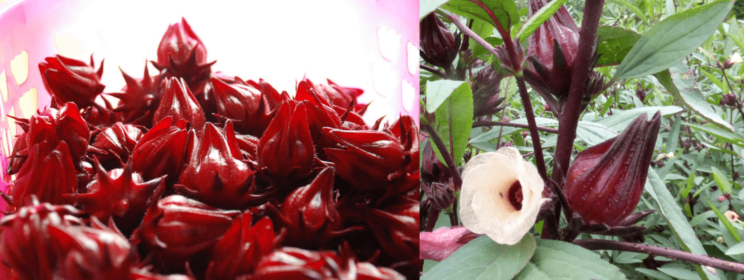 Roselle Bamya Çiçeği Bilimsel Adıyla Hibiscus Sabdarfia Roselle Bamya Çiçeği Bilimsel Adıyla Hibiscus Sabdarfia