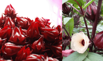 Roselle Bamya Çiçeği Bilimsel Adıyla Hibiscus Sabdarfia