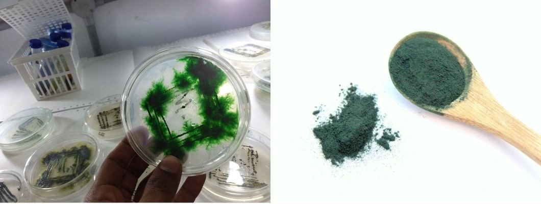 Kimler Spirulina Kullanamaz Kimler Spirulina Kullanamaz
