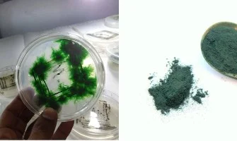 Kimler Spirulina Kullanamaz