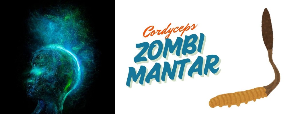 Zombi mantar olarak da bilinen Cordyceps Sinensis ve Faydaları Zombi mantar olarak da bilinen Cordyceps Sinensis ve Faydaları