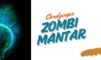 Zombi mantar olarak da bilinen Cordyceps Sinensis ve Faydaları